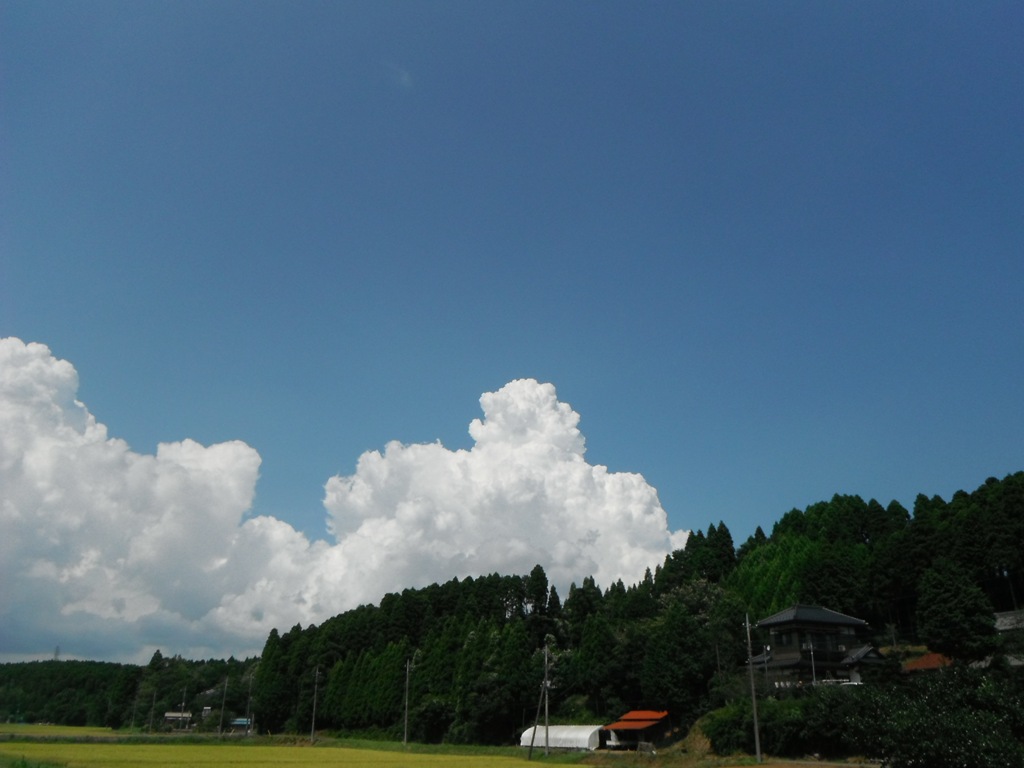 米の収穫も最盛期に