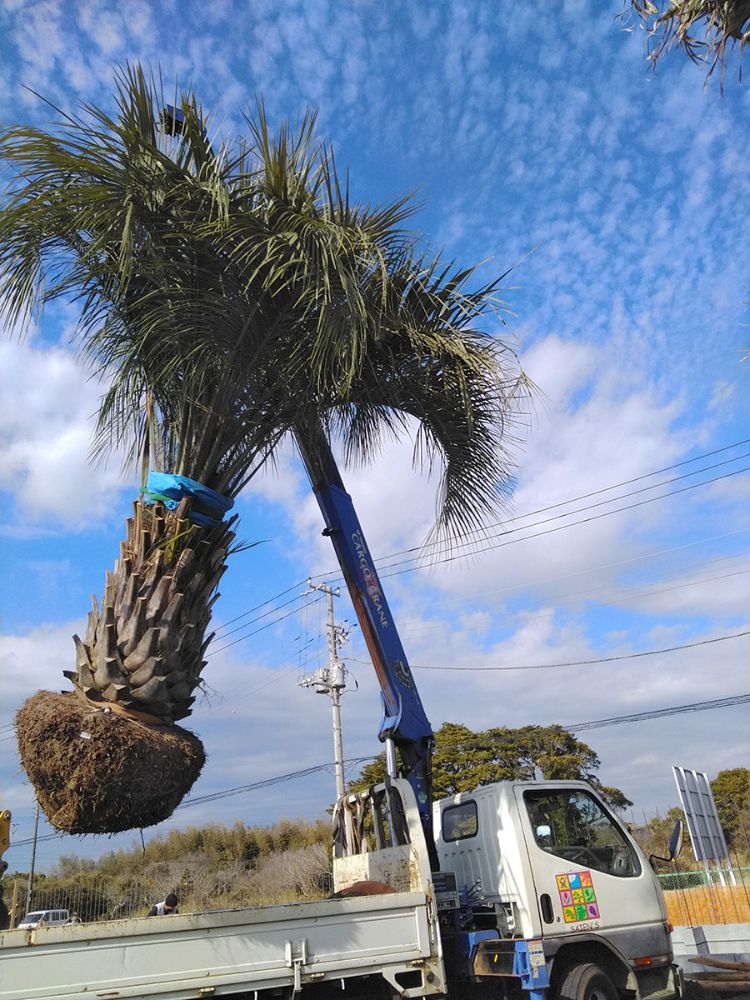 ヤシ類の移植、新植作業を行いました。