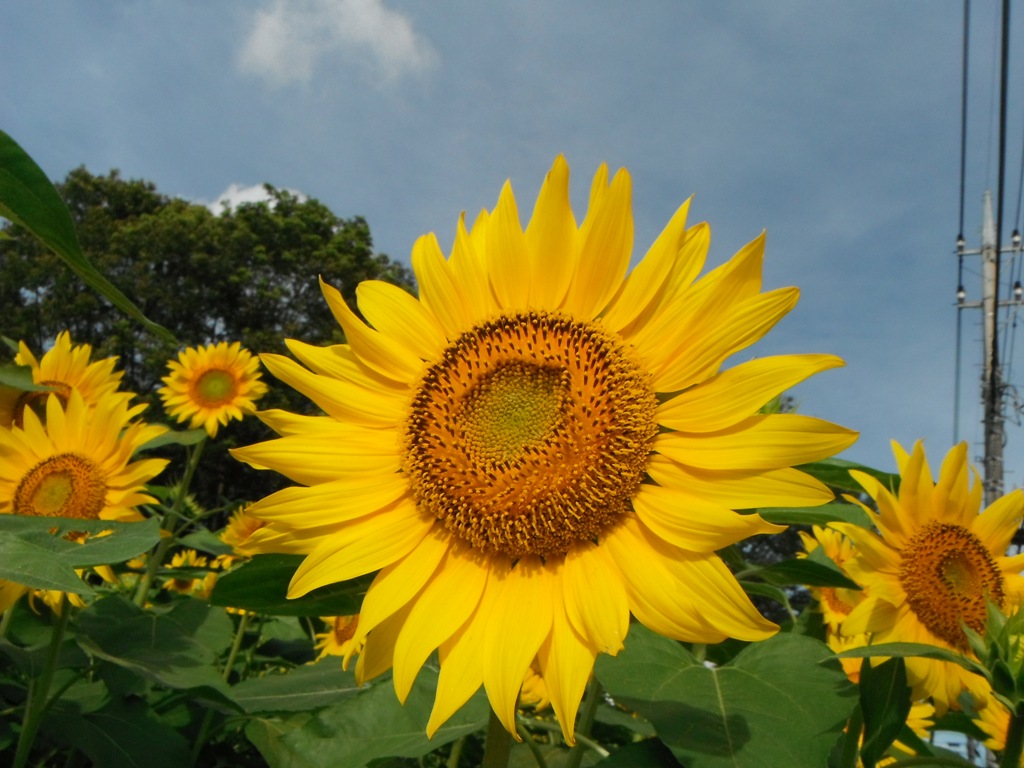 夏の花木