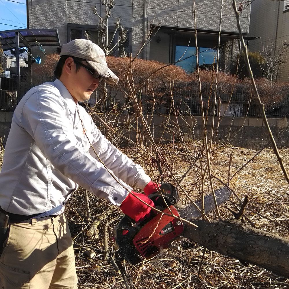 千葉県千葉市の道路予定地の高さ12mのヤナギ伐採作業