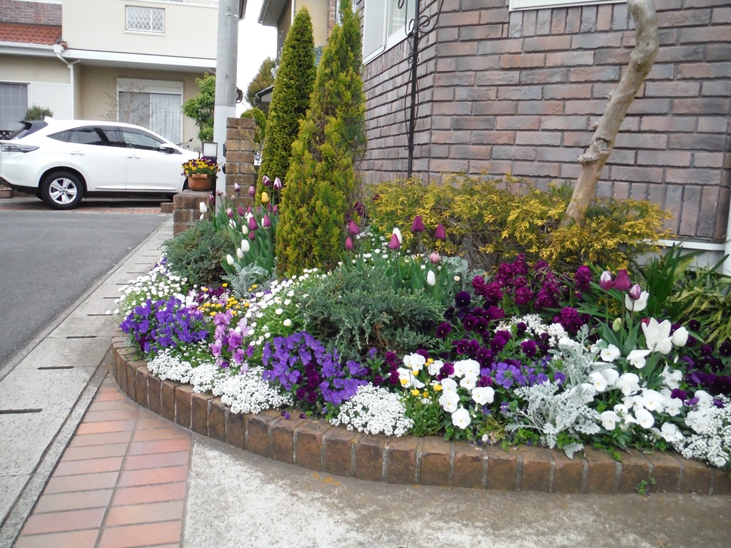 (パンジー・アリッサム・ビオラ・ノースポール・チューリップの花壇）八街市