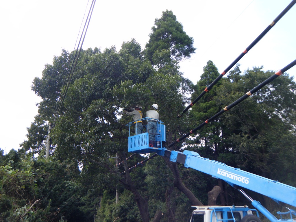 千葉県船橋市のサクラとクヌギの巨木