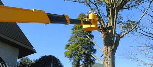 高木・巨木の伐採 高木・巨木の伐採