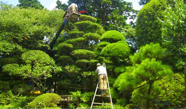 個人庭園　植木・剪定